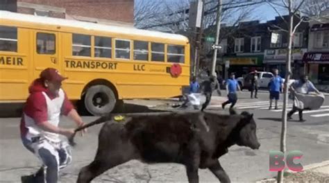 Cow escapes slaughterhouse, runs through NYC streets